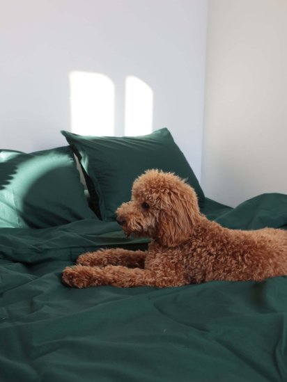 BedclozZzes ­Комплект постільної білизни з тканини Ранфорс Темно-зеленого кольору модель 7656 — фото 4 - INTERTOP